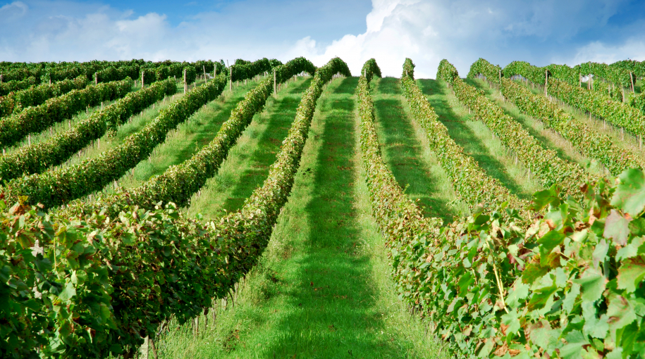 Ročník 2019 bude ročníkom Rizlingov,  hodnotí vinárstvo Chateau Modra 